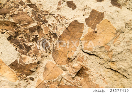 Leaf fossils in stone Leaf fossils in stone 28577419