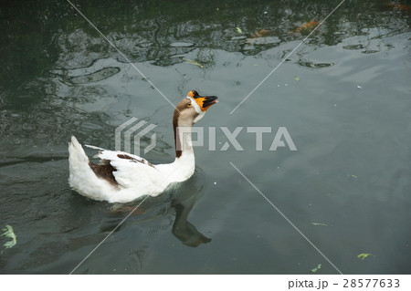 ギース 鵞鳥 ガチョウ 28577633