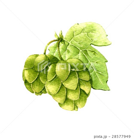 Hop. Watercolor 28577949