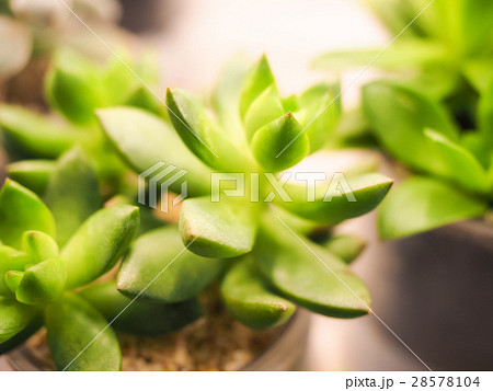 多肉 植物 工場 28578104