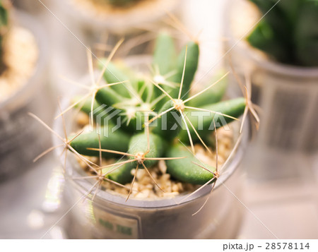 多肉 植物 工場 28578114