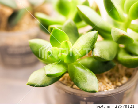多肉 植物 工場 28578121