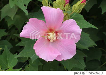 芙蓉 28578204