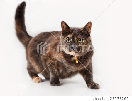 Tortoiseshell cat 28578262