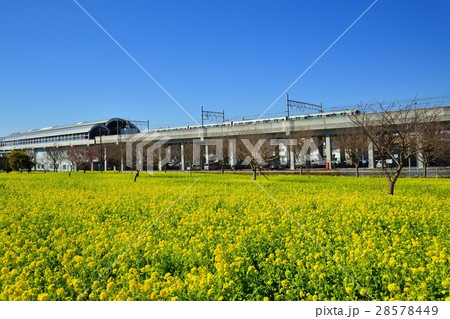 菜の花畑 菜の花畑 28578449