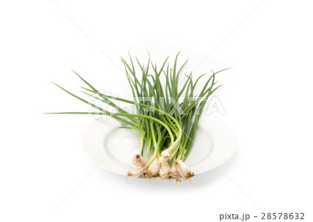 spring onion isolated spring onion isolated 28578632