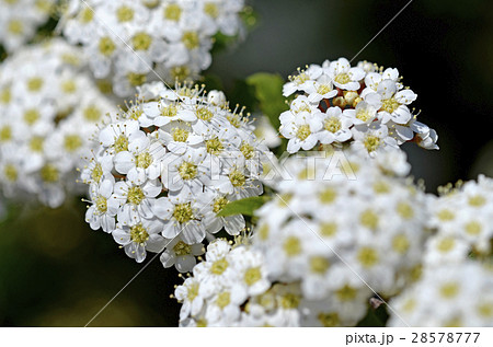 コデマリ（小手毬） 28578777