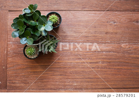 Cactus plant in flowerpot on wooden table Cactus plant in flowerpot on wooden table 28579201