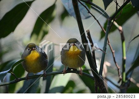 ソウシチョウ 28580023