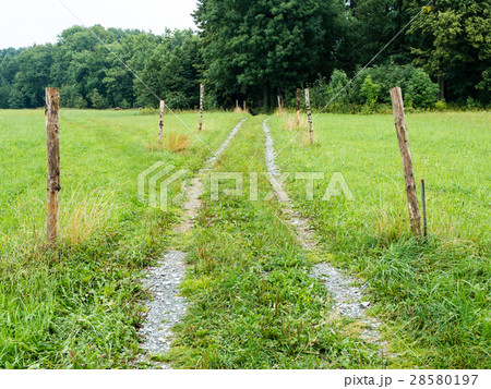 Beaten track through meadow towardds forest 28580197