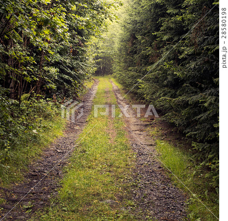Beaten track through forest in warm tones 28580198