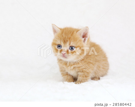 子猫　マンチカン 28580442