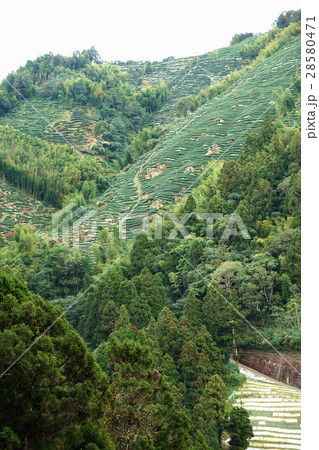 ティー 紅茶 茶 28580471