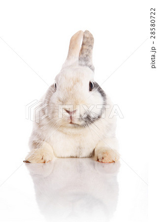 White Rabbit 28580722