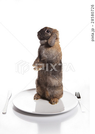 Brown rabbit on the plate Brown rabbit on the plate 28580726