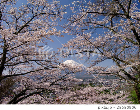 桜咲く 28580906