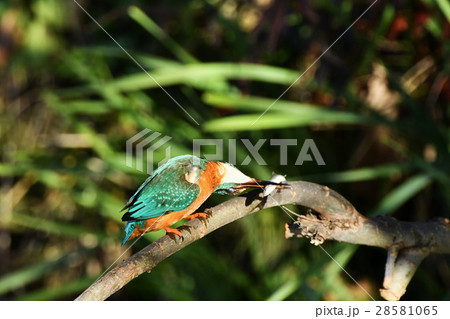 カワセミの食事 28581065