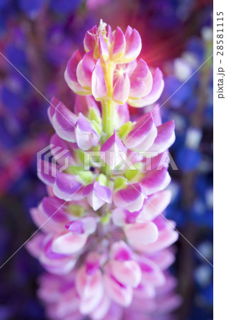 Bouquet of lupines, small depth of sharpness 28581115