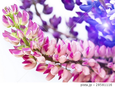 Bouquet of lupines, small depth of sharpness 28581116