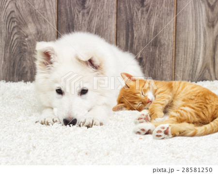 puppy and kitten fluffy carpet puppy and kitten fluffy carpet 28581250