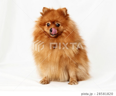 Dog Breed Spitz Dog Breed Spitz 28581820