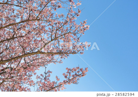 さくら　春の花　青空 28582594