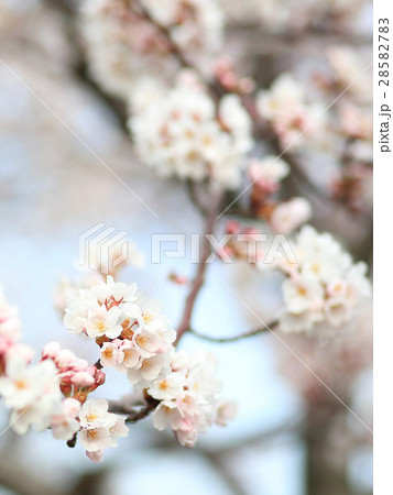 桜 ソメイヨシノ 勢至公園 桜 ソメイヨシノ 勢至公園 28582783