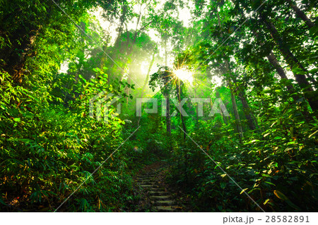 Sun rays shining through trees Sun rays shining through trees 28582891