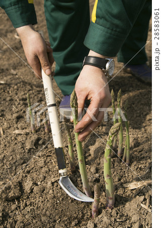 アスパラ 28583061