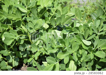 落花生の葉 28583062