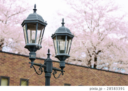 シャトーカミヤの桜とランタンとレンガの壁の風景 28583391