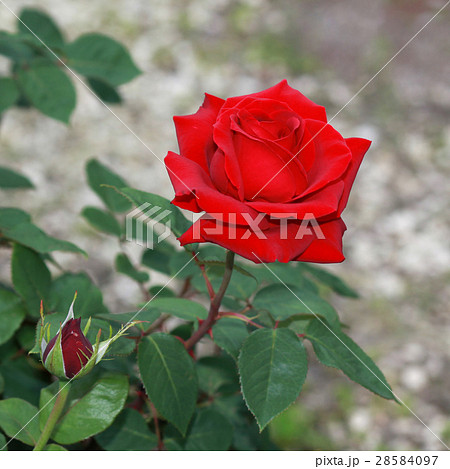 真紅のバラ 28584097