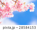 満開の河津桜【静岡県・河津町にて撮影】 28584153