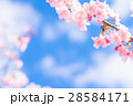 満開の河津桜【静岡県・河津町にて撮影】 28584171