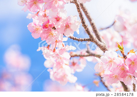 満開の河津桜【静岡県・河津町にて撮影】 満開の河津桜【静岡県・河津町にて撮影】 28584178