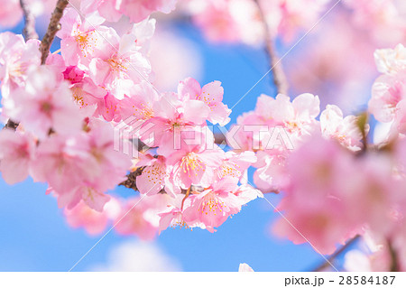 満開の河津桜【静岡県・河津町にて撮影】 28584187
