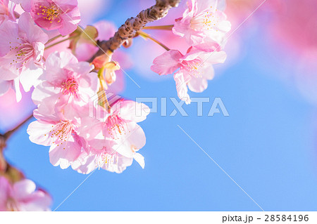 満開の河津桜【静岡県・河津町にて撮影】 28584196