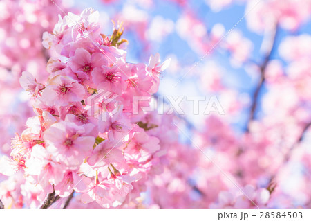 満開の河津桜【静岡県・河津町にて撮影】 満開の河津桜【静岡県・河津町にて撮影】 28584503