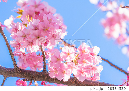 満開の河津桜【静岡県・河津町にて撮影】 満開の河津桜【静岡県・河津町にて撮影】 28584529