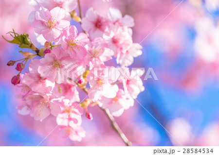 満開の河津桜【静岡県・河津町にて撮影】 満開の河津桜【静岡県・河津町にて撮影】 28584534