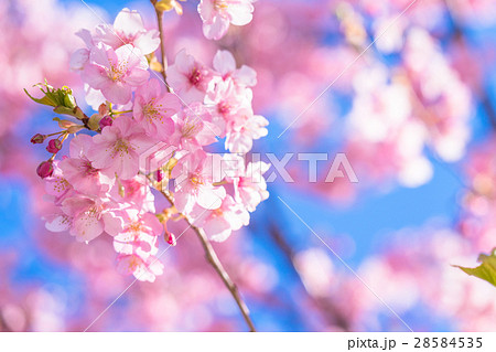 満開の河津桜【静岡県・河津町にて撮影】 満開の河津桜【静岡県・河津町にて撮影】 28584535