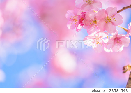 満開の河津桜【静岡県・河津町にて撮影】 満開の河津桜【静岡県・河津町にて撮影】 28584548