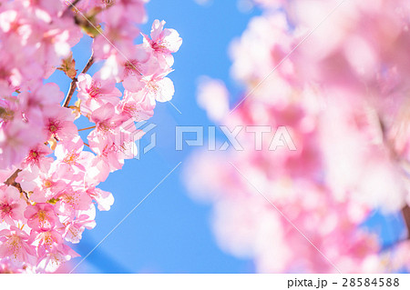 満開の河津桜【静岡県・河津町にて撮影】 満開の河津桜【静岡県・河津町にて撮影】 28584588