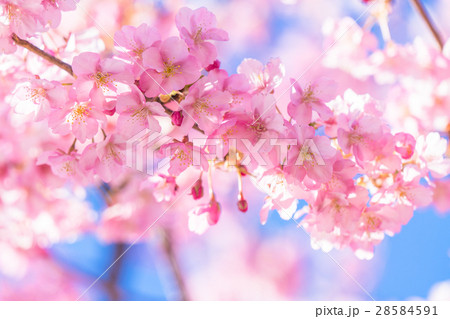 満開の河津桜【静岡県・河津町にて撮影】 満開の河津桜【静岡県・河津町にて撮影】 28584591