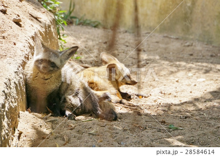 動物（Animal）、動物園（Zoo）、サファリ（Safari） 28584614