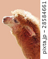 Alpaca on light color background 28584661