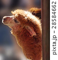 Brown Alpaca 28584662
