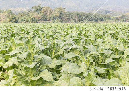 Field of Nicotiana tabacum 28584918