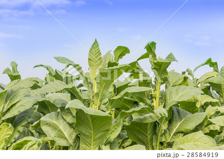 Field of Nicotiana tabacum 28584919