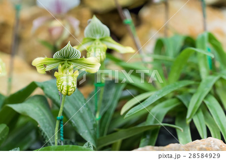 Green Paphiopedilum orchid flower 28584929
